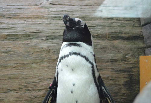 京都水族館　ケープペンギン　お土産