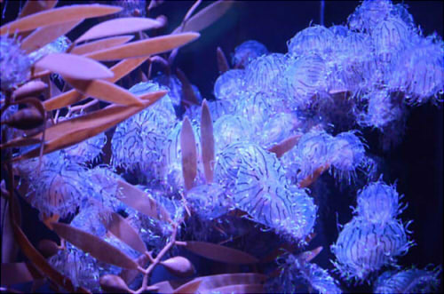 加茂水族館　クラゲ　種類