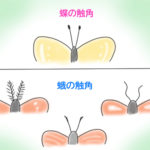 蝶と蛾の違い