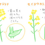 菜の花　時期